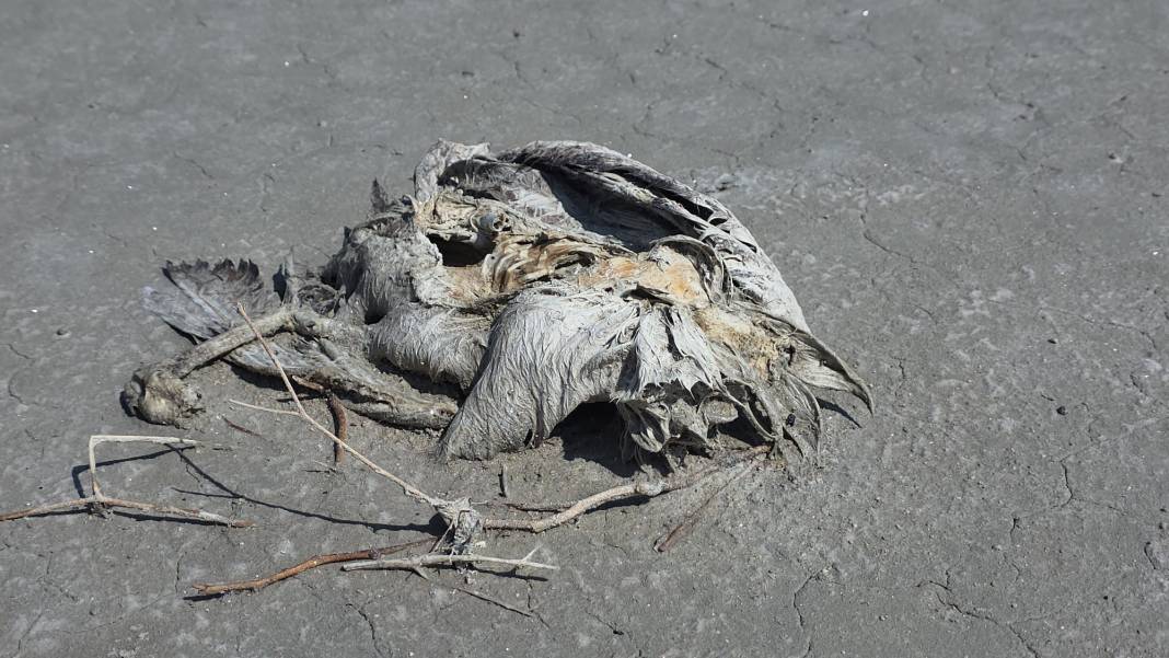 Konya’nın flamingo cennetinden acı haber 6